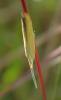 Coleophora sp.